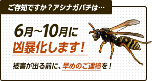 ご存知ですか？アシナガバチは、６から10月に凶暴化します。被害が出る前に、早めのご連絡を