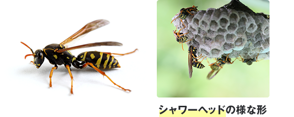 シャワーヘッドの様な形
