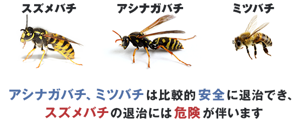 アシナガバチ、ミツバチは比較的安全に退治でき、 スズメバチの退治には危険が伴います