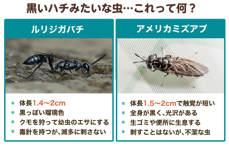 ルリジガバチとアメリカミズアブの特徴