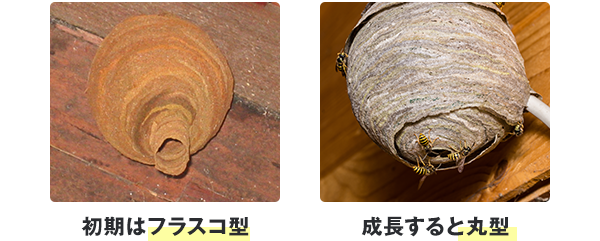初期はフラスコ型で、成長すると丸型