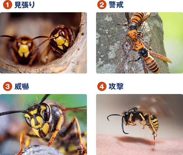 1番目は見張り。2番目は警戒。3番目は威嚇、最後の4番目は攻撃。