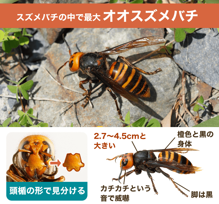 オオスズメバチ