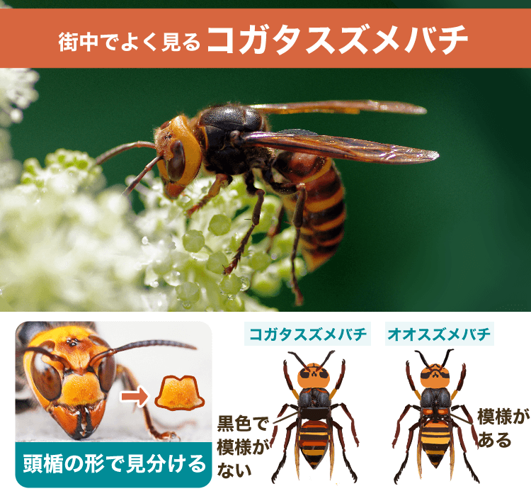 コガタスズメバチ