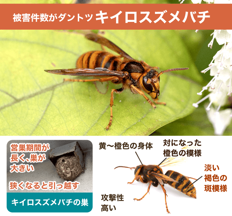 キイロスズメバチ