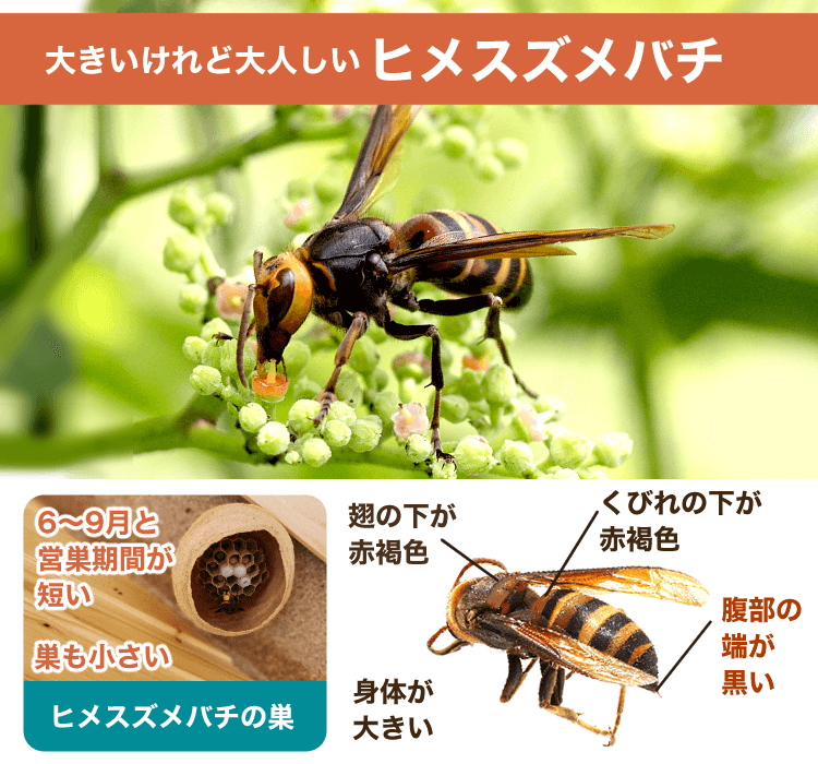 ヒメスズメバチ