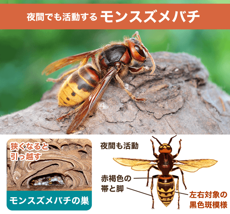 モンスズメバチ