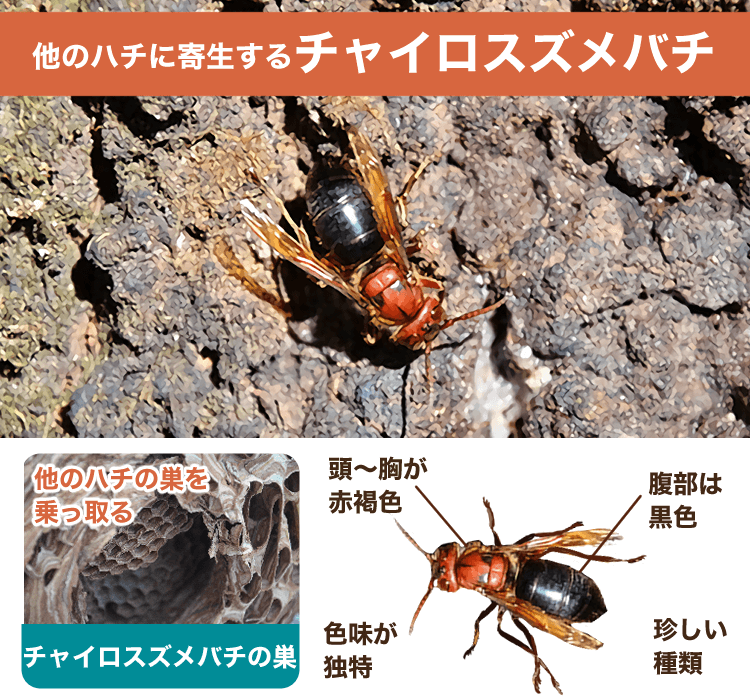 チャイロスズメバチ