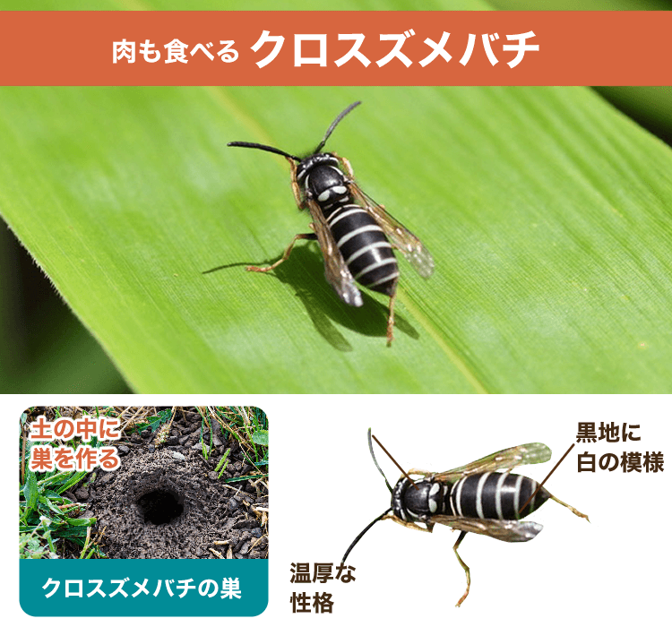クロスズメバチ