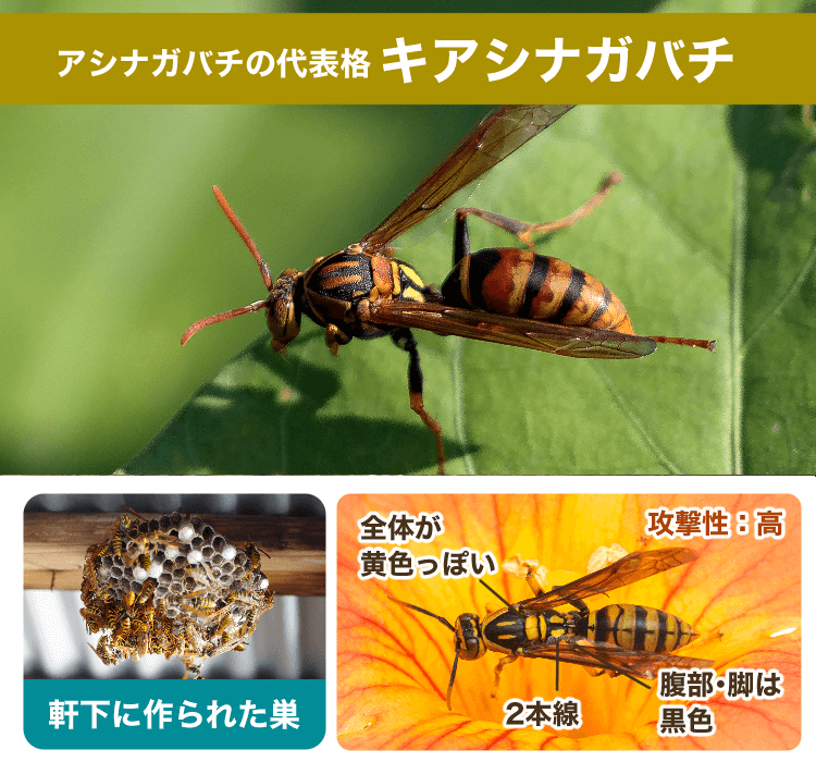 キアシナガバチ