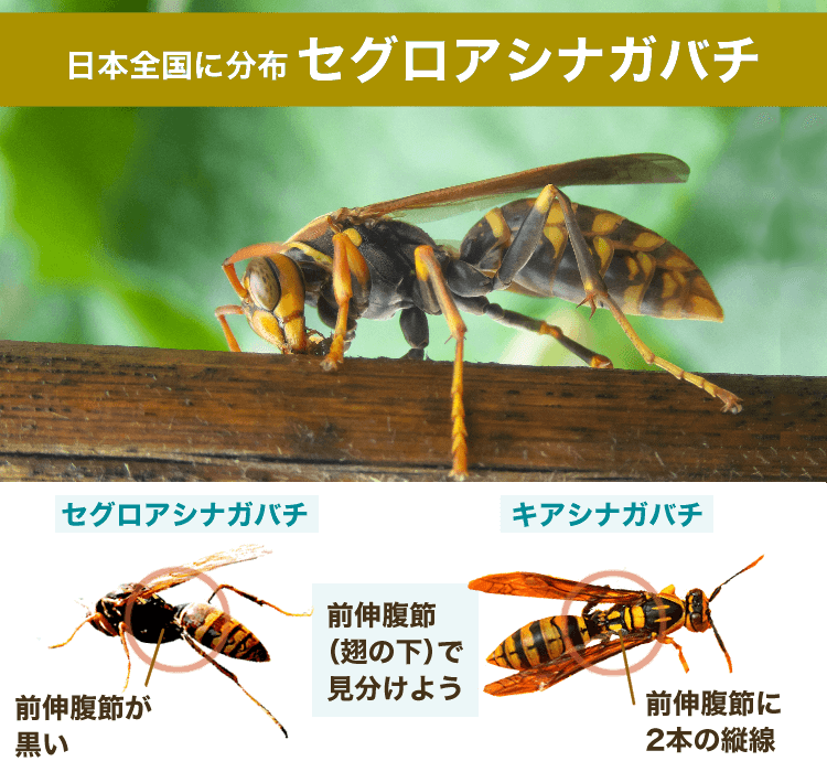 セグロアシナガバチ