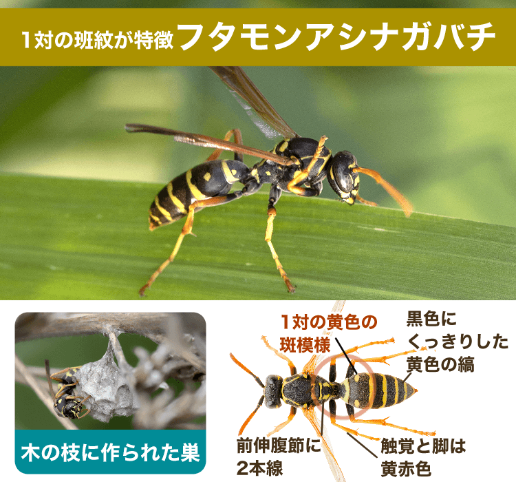 フタモンアシナガバチ