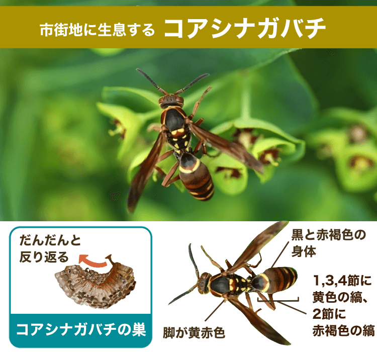 コアシナガバチ