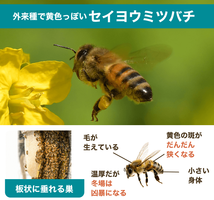 セイヨウミツバチ