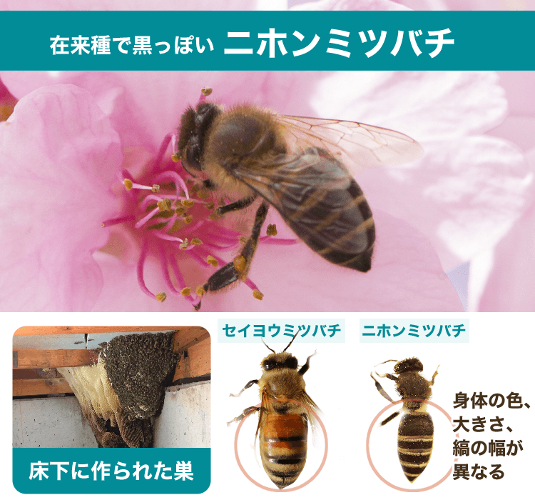 ニホンミツバチ