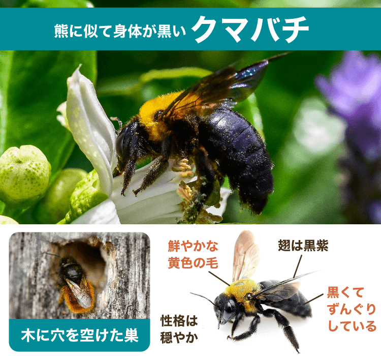 クマバチ