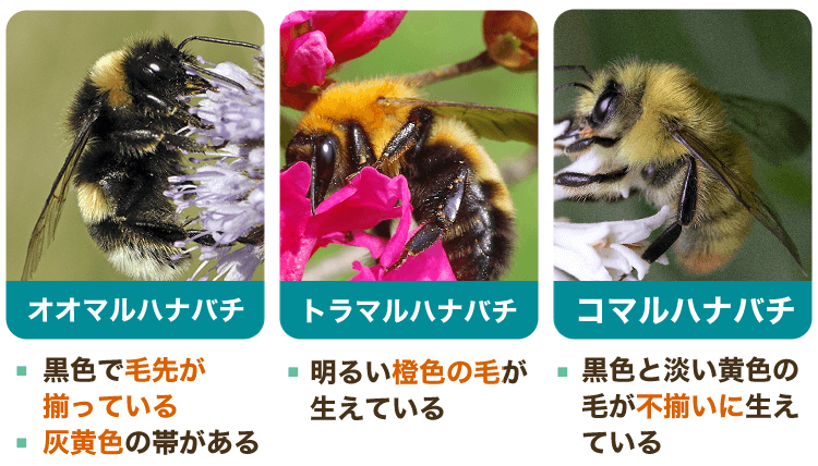 マルハナバチ