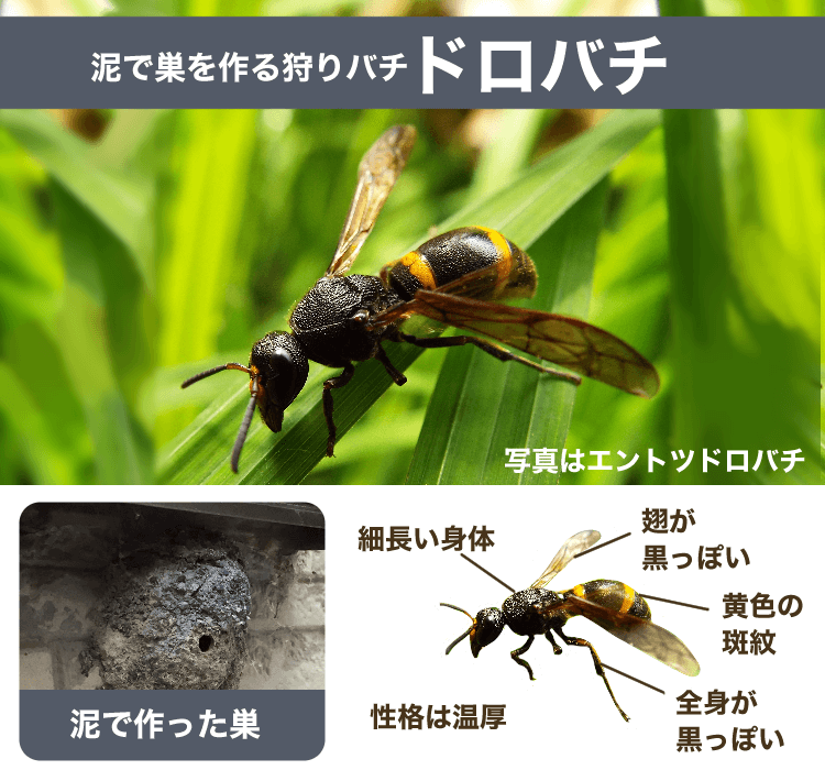 ドロバチ