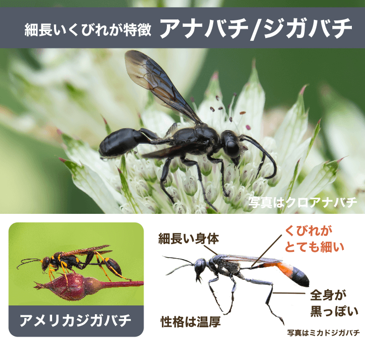 アナバチ、ジガバチ