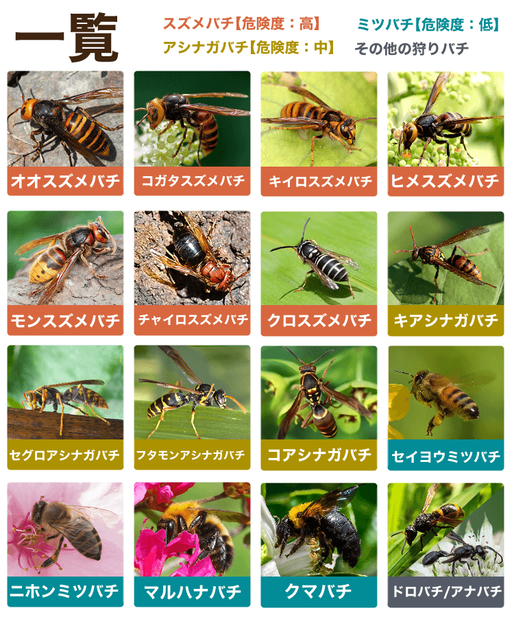 ハチ一覧