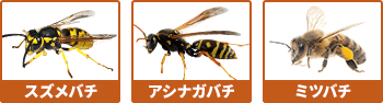 スズメバチ、アシナガバチ、ミツバチなど種類によって料金が変わります