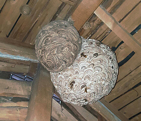 屋根裏の大きな蜂の巣