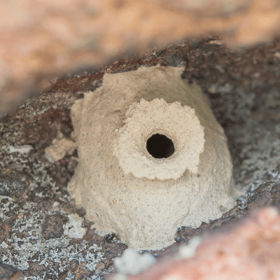 土 の 巣 蜂
