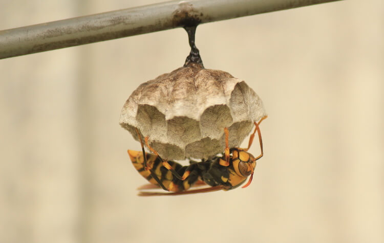 木の枝にできた小さいアシナガバチの巣