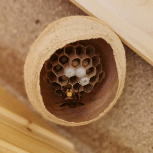 スズメバチの初期巣
