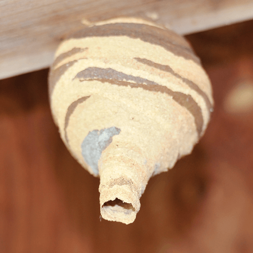 フラスコ状のスズメバチの巣
