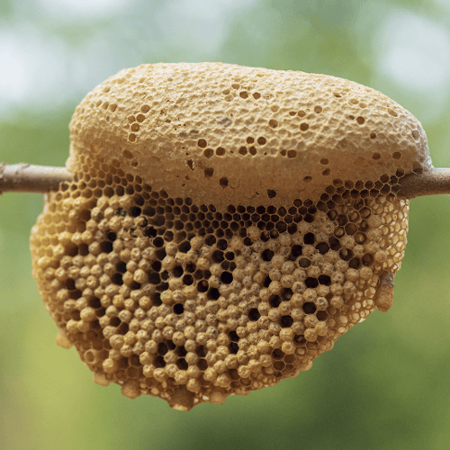 ミツバチの初期巣