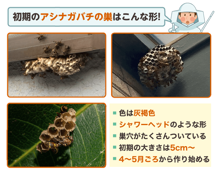 初期のアシナガバチの巣の特徴