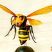 それ、本当にヒメスズメバチ？大きな蜂の特徴・見分け方・危険性