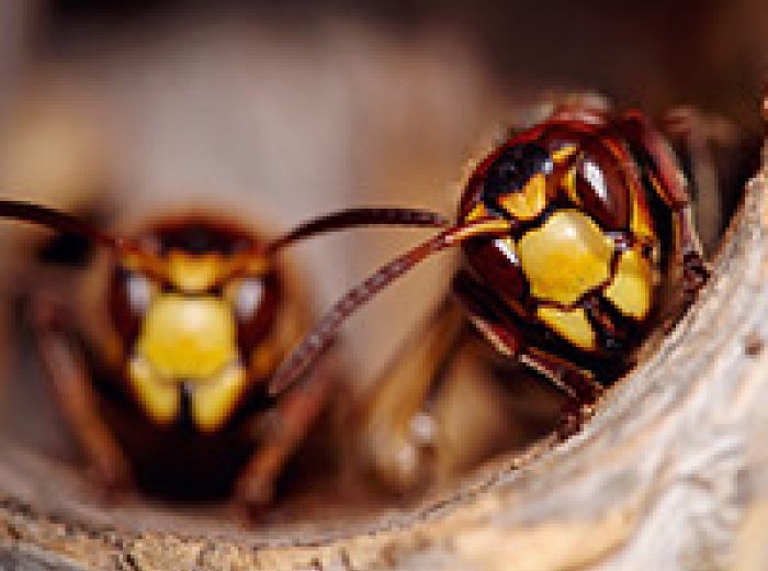 ハチの巣の正しい駆除方法と自力駆除の注意点