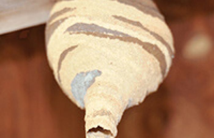 蜂の巣の種類の見分け方｜巣の形・大きさ・色別に解説