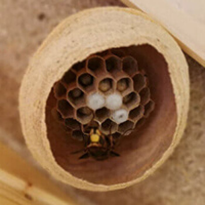 ハチの巣 ダミー ハチの巣 ガード ハチ対策 ハチの巣駆除