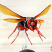 危険なチャイロスズメバチの特徴と刺されないための対処法