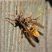 セグロアシナガバチの生態・巣・対策【被害報告：多】