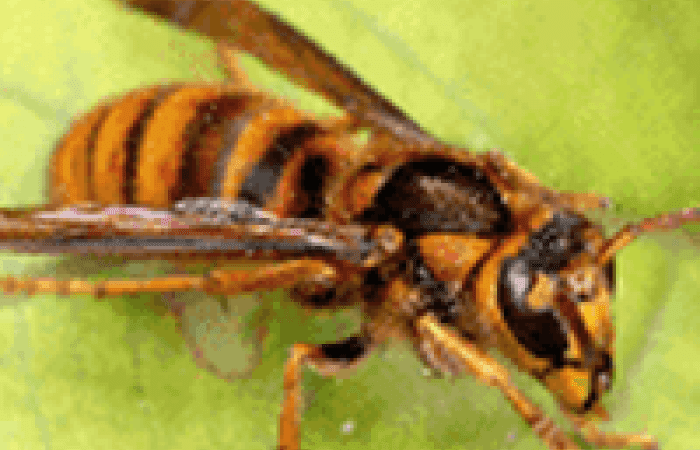 写真付き 人を刺すハチの種類と見分け方