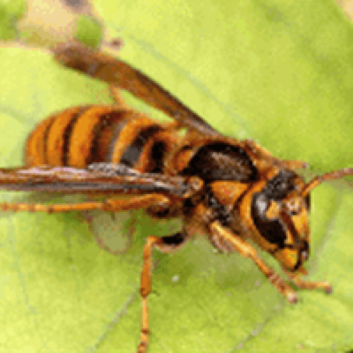 写真付き 人を刺すハチの種類と見分け方