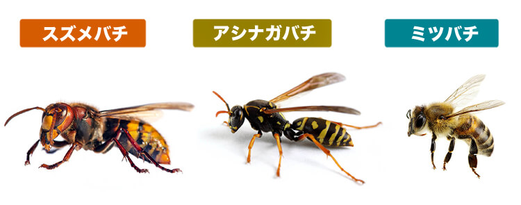 スズメバチ、アシナガバチ、ミツバチ