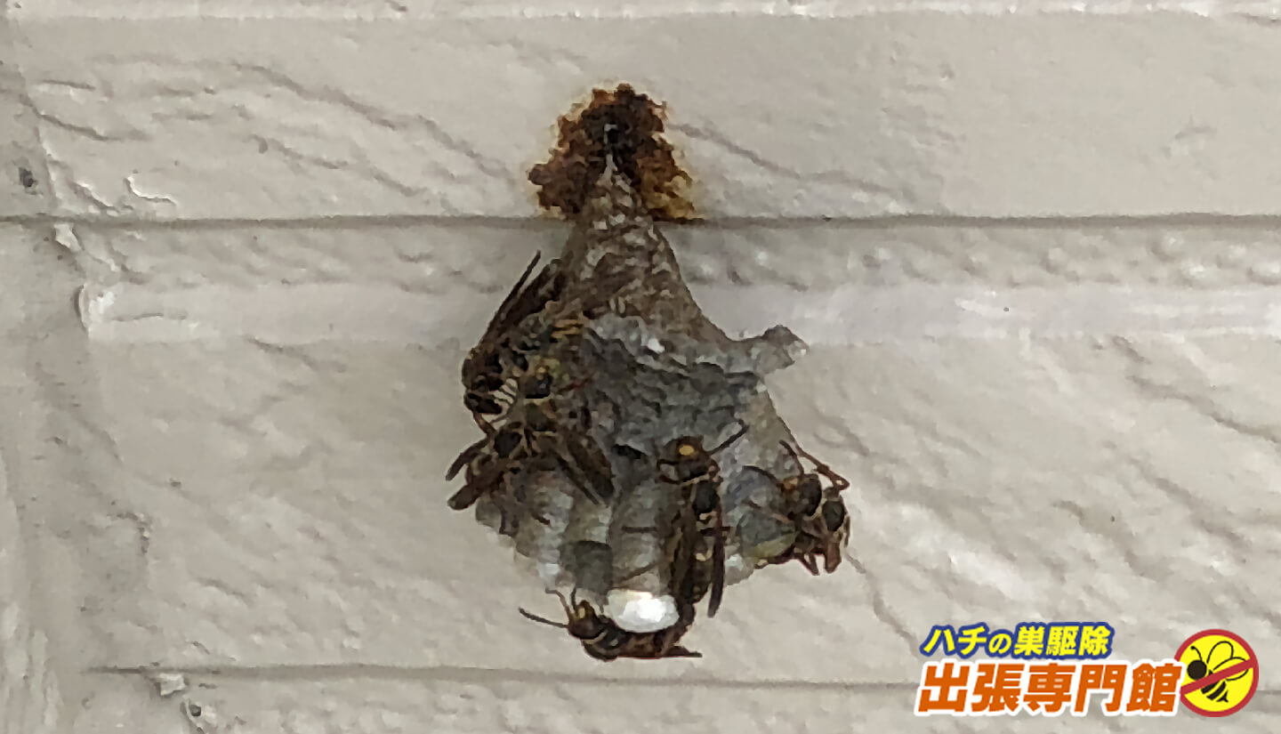 家の外壁にできたアシナガバチの巣
