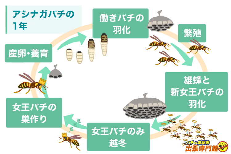 アシナガバチの巣作りサイクル