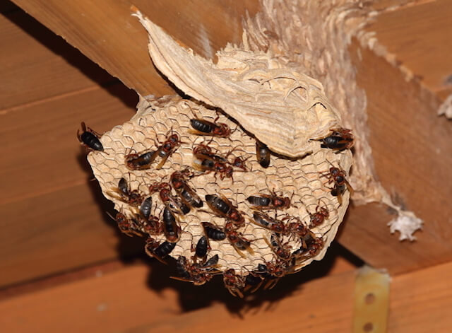 チャイロスズメバチの巣