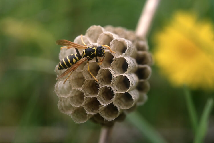 アシナガバチの個体と巣