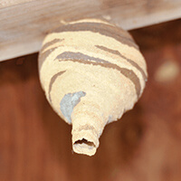 蜂の巣の種類の見分け方｜巣の形・大きさ・色別に解説