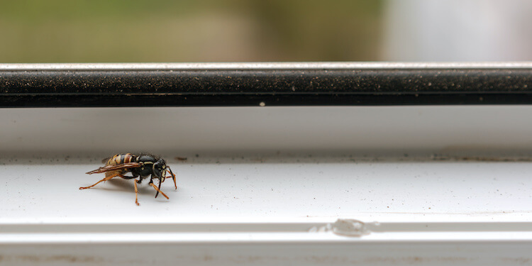 窓枠の内側にとまったハチ