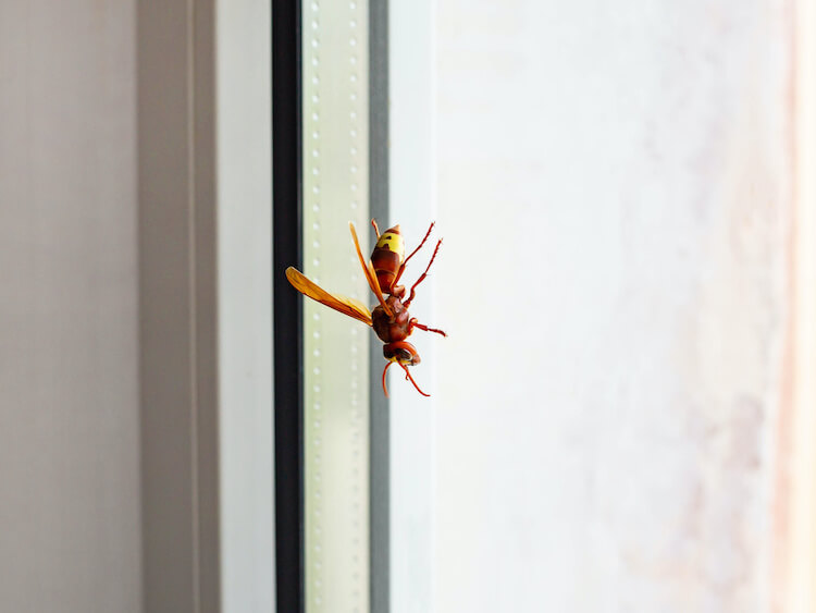 窓の内側に張り付くハチ