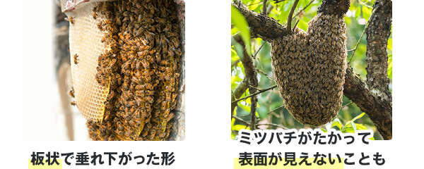 ミツバチの巣と表面が見えない巣