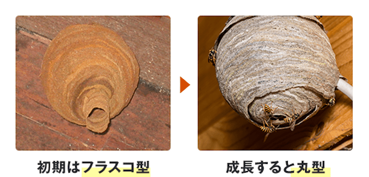 スズメバチの初期の巣と成長した巣